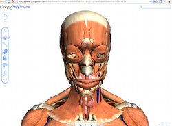 Google Body Browser - тело человека в 3D